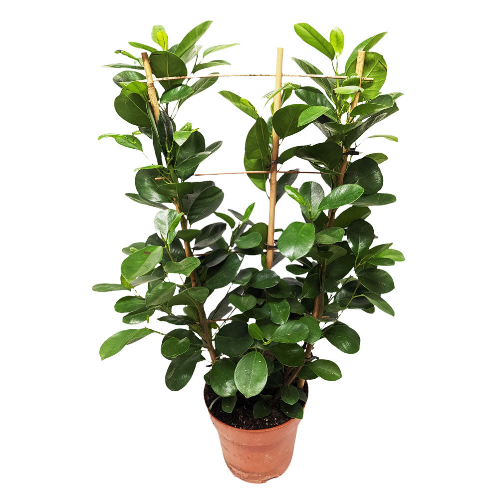 Laurel Fig | Moclame