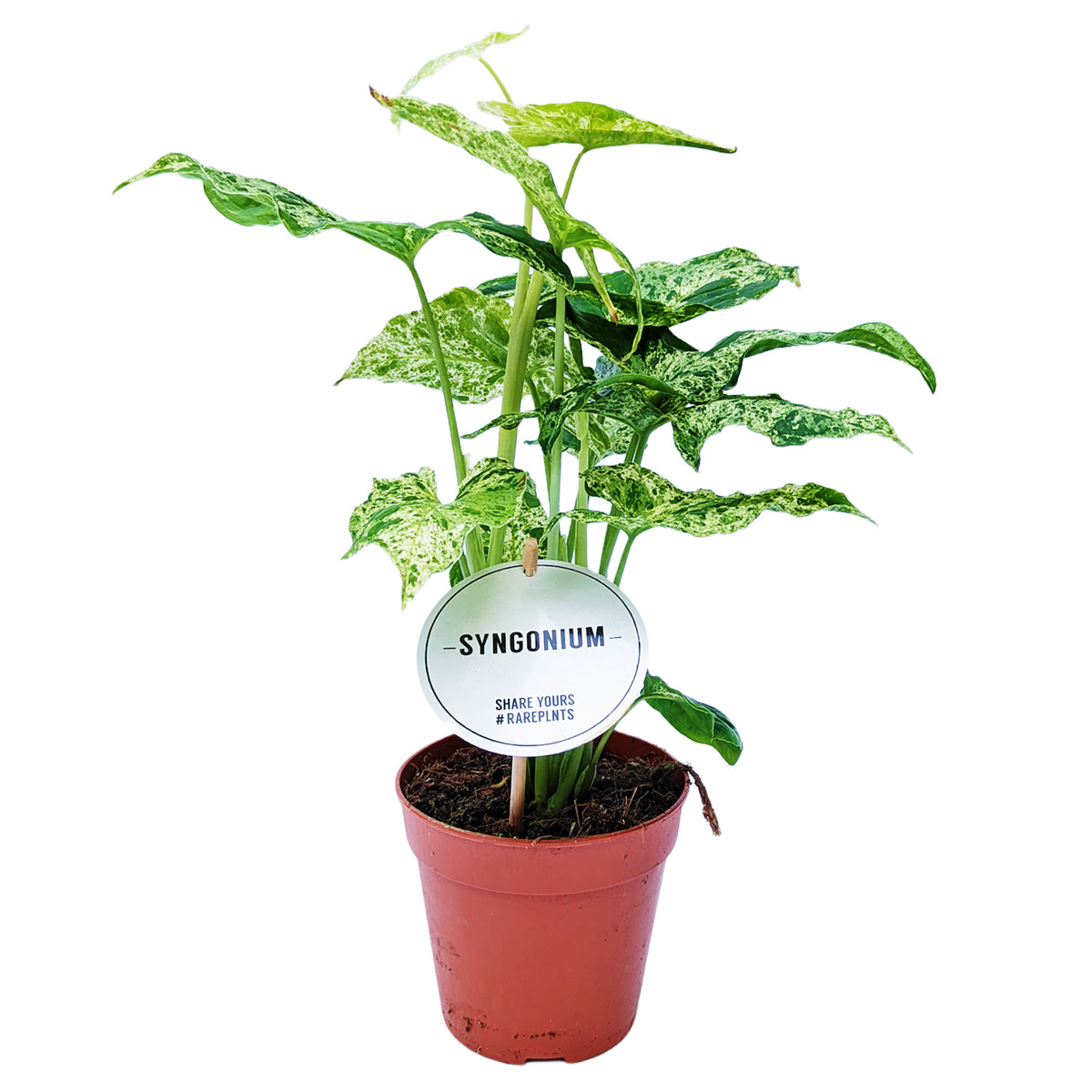 Arrowhead Vine | Mottled Mojito | Rare Plant