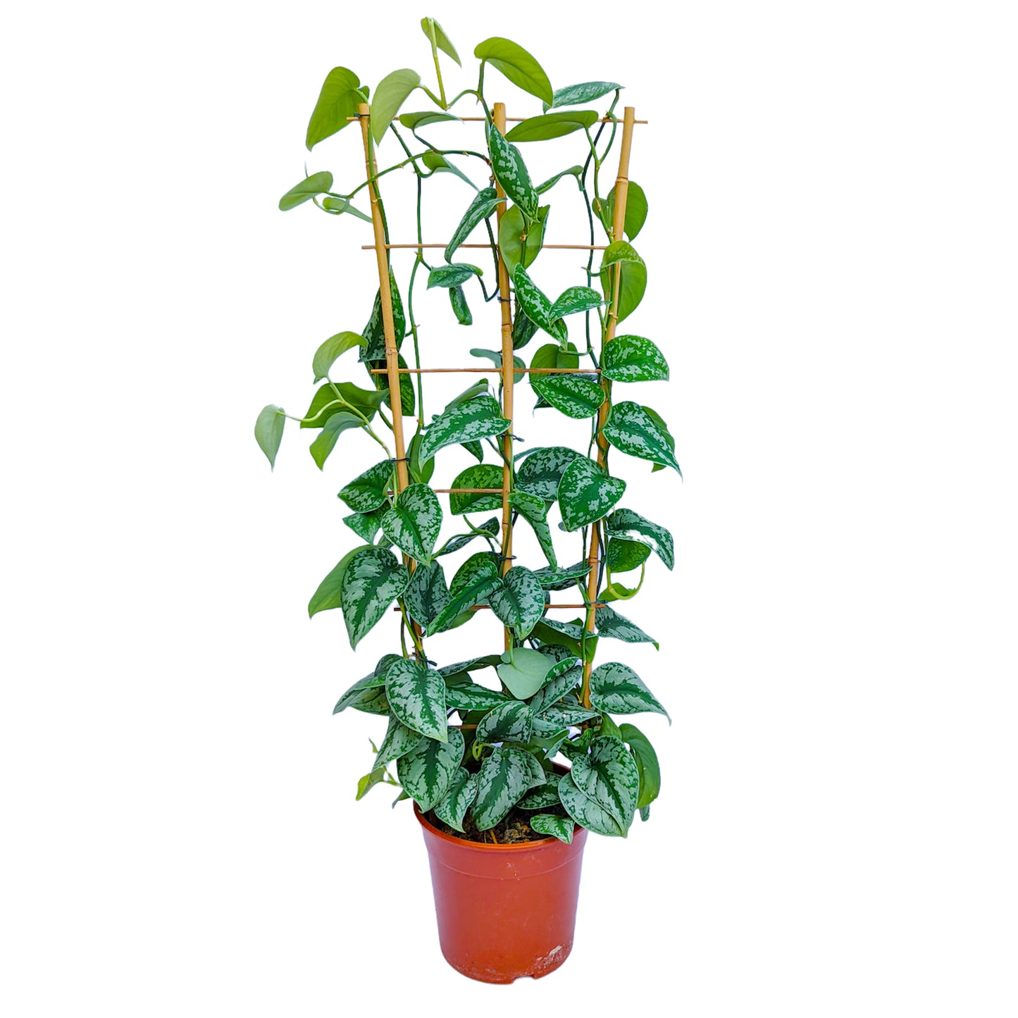 Satin Silver Pothos | Trebie