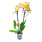 Phalaenopsis Orchid | Breezer