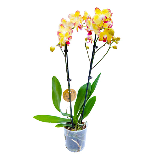Phalaenopsis Orchid | Breezer | Potted Houseplants