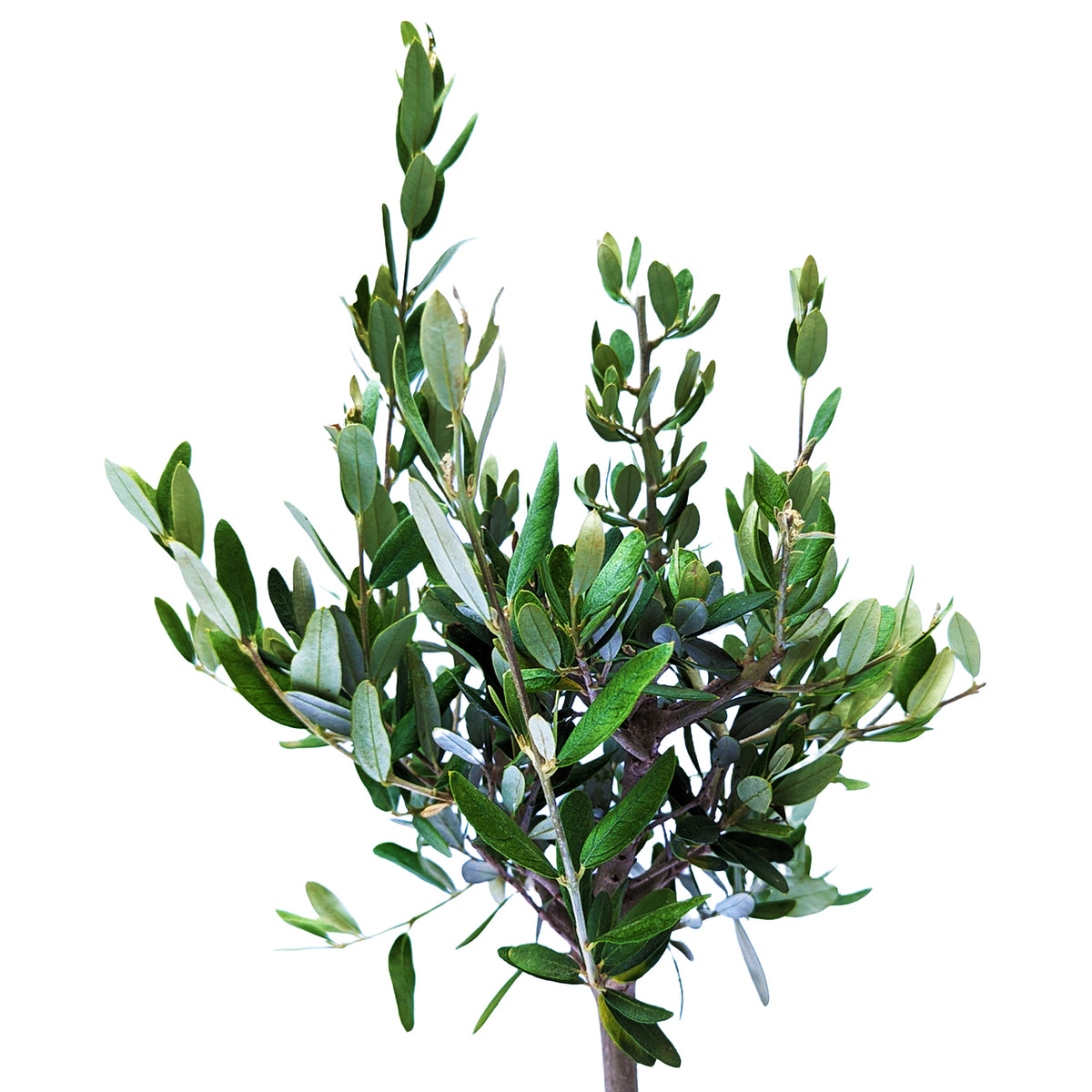 Olive Tree