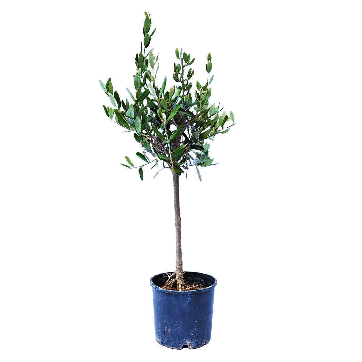Olive Tree