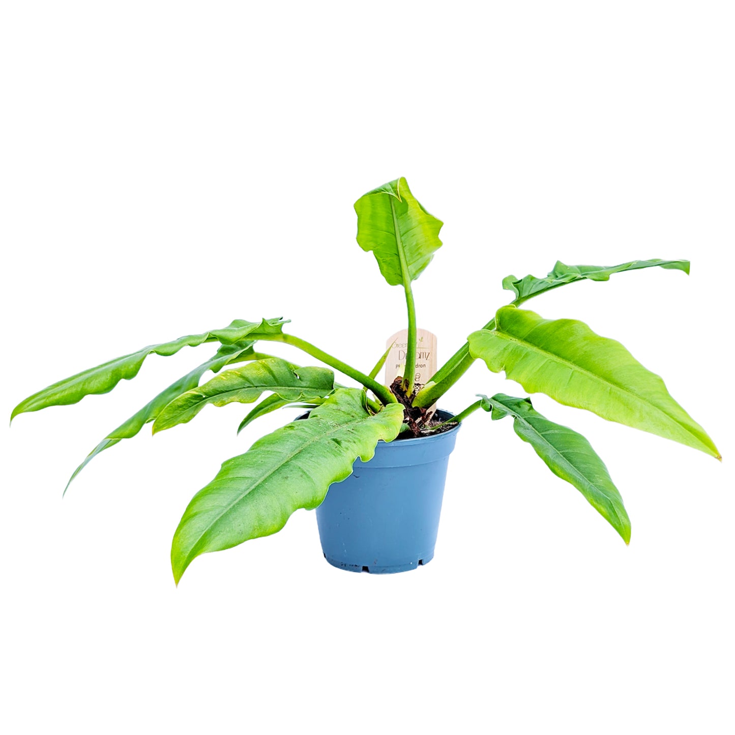 Tiger Tooth Philodendron | Narrow Escape