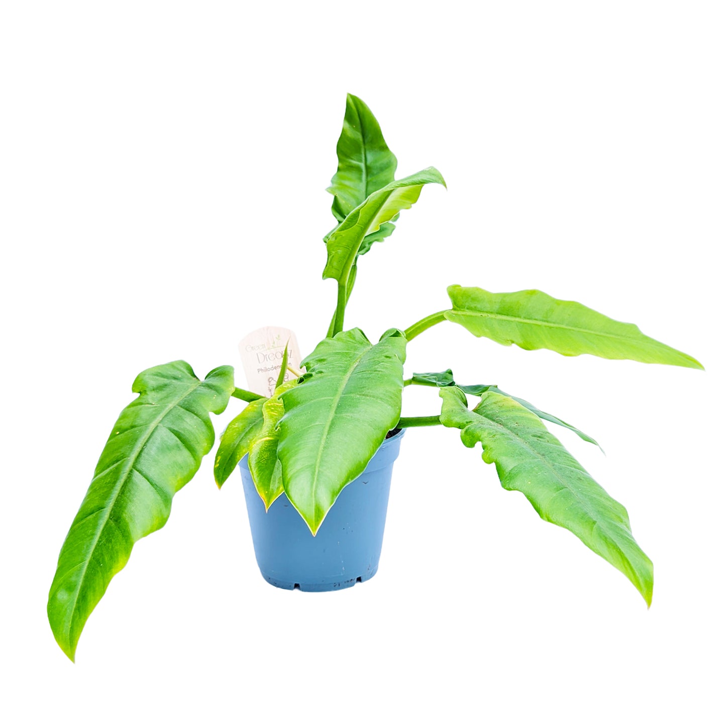 Tiger Tooth Philodendron | Narrow Escape
