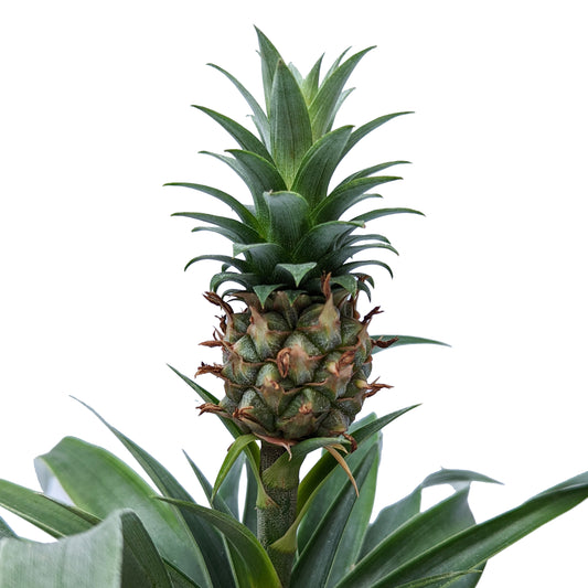 Pineapple Plant | Amigo | Houseplant Moving Sale