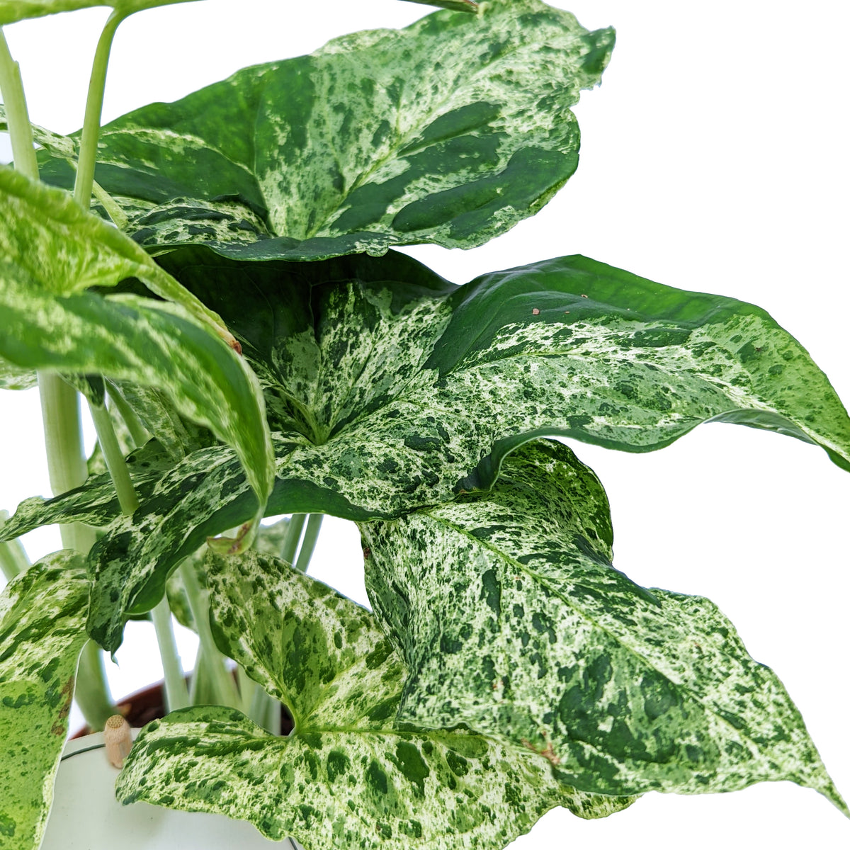 Arrowhead Vine | Mottled Mojito | Rare Plant
