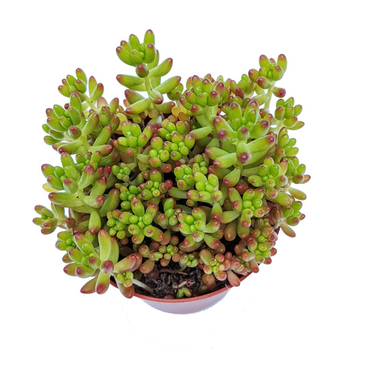 Jelly Bean Plant | Aurora | Potted Houseplants