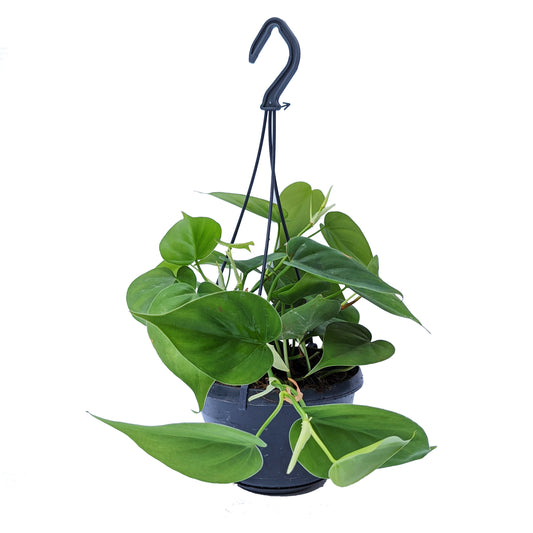Sweetheart Plant | Indoor Hanging Plants