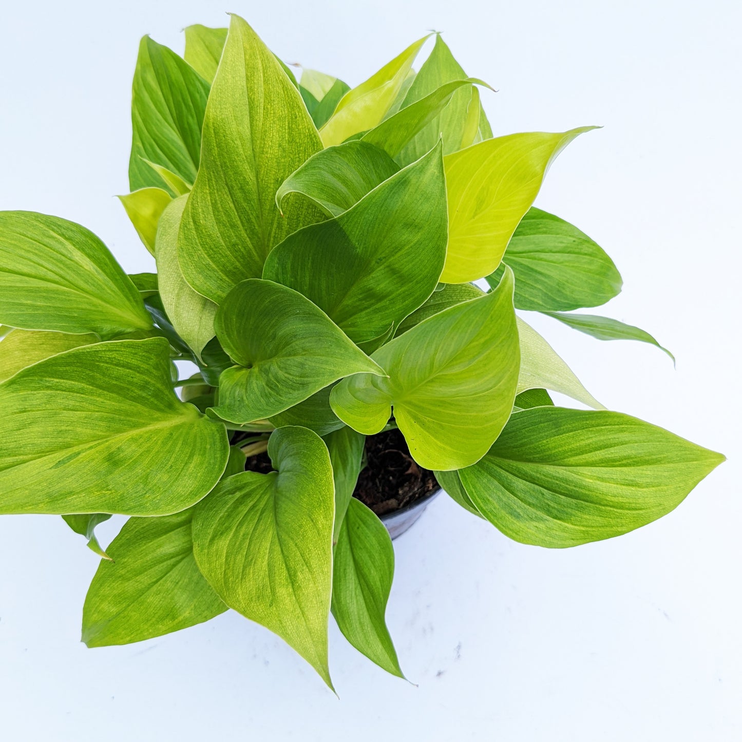 Queen Of Hearts | Lemon Lime | Rare Plant