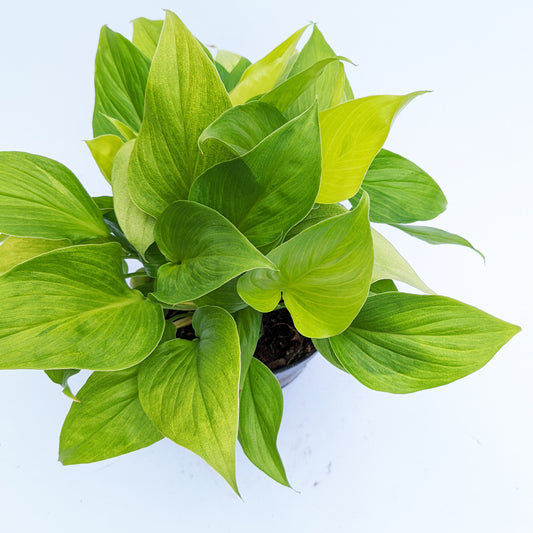 Queen Of Hearts | Lemon Lime | Rare Plant | Potted Houseplants