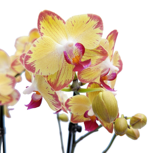 Phalaenopsis Orchid | Breezer | Plant Gift Sets & Gift Ideas