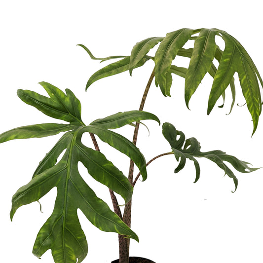Elephant Ear | Pink Passion | Rare Plant | Potted Houseplants
