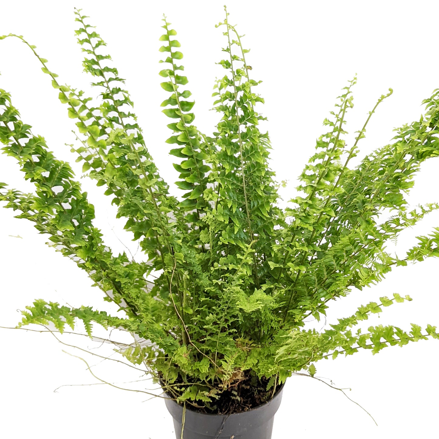 Boston Fern | Green Fantasy
