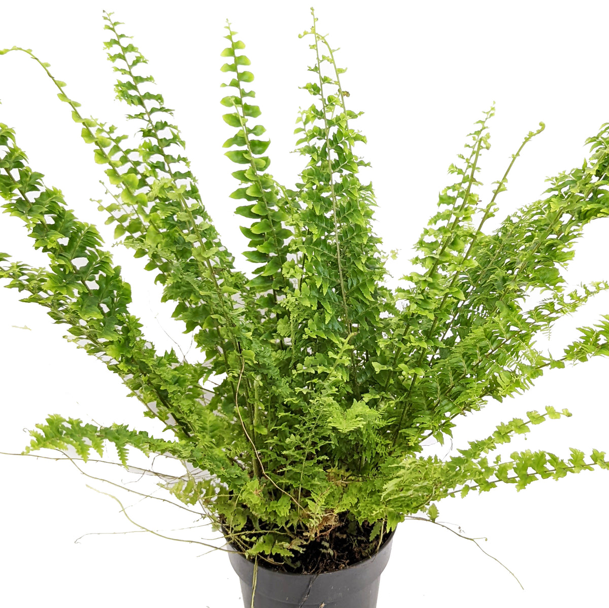 Boston Fern | Green Fantasy