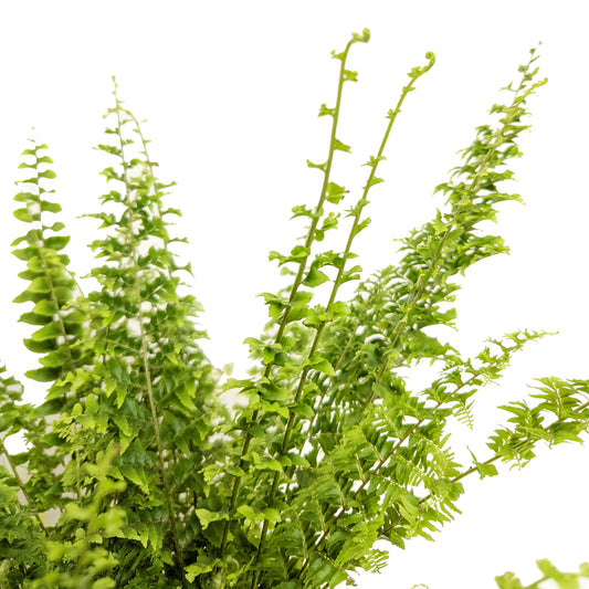 Boston Fern | Green Fantasy | Potted Houseplants