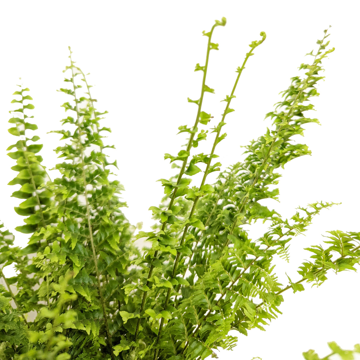 Boston Fern | Green Fantasy