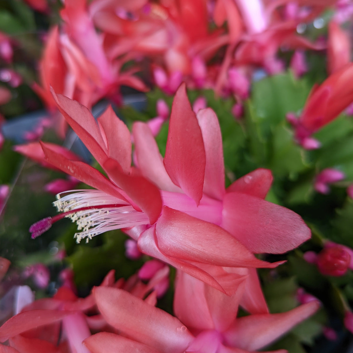 Flowering Cactus
