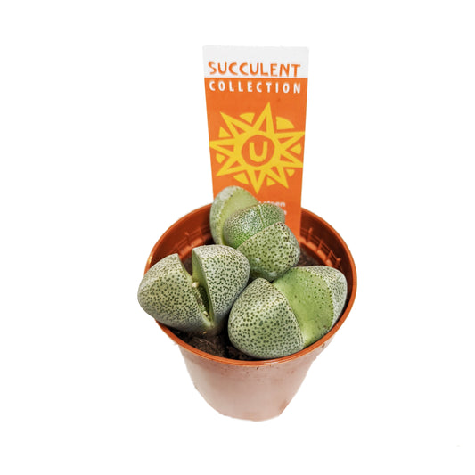 Split Rock Plant | Potted Houseplants