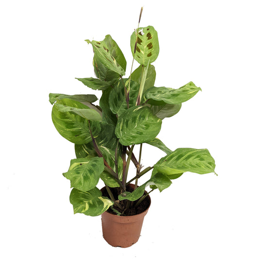 Variegated Prayer Plant | Rabbit's Foot | Fiesta | Rare Plant | Perfect Plants for Under £50