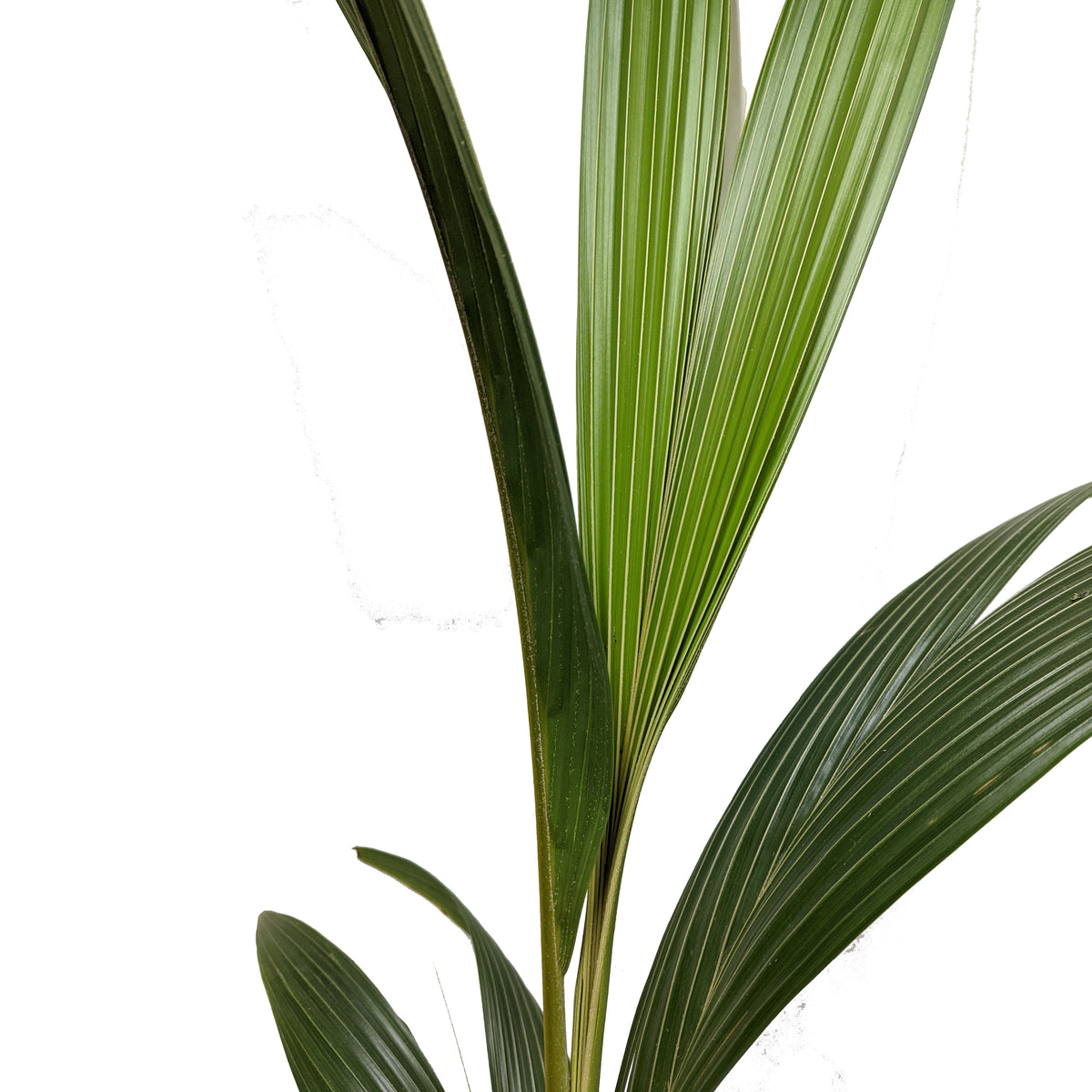 Coconut Palm