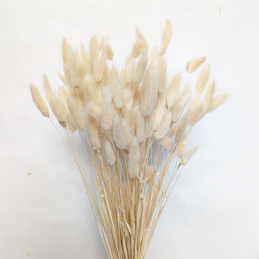 Bunny Tails Bouquet | Natural | Dried Flowers