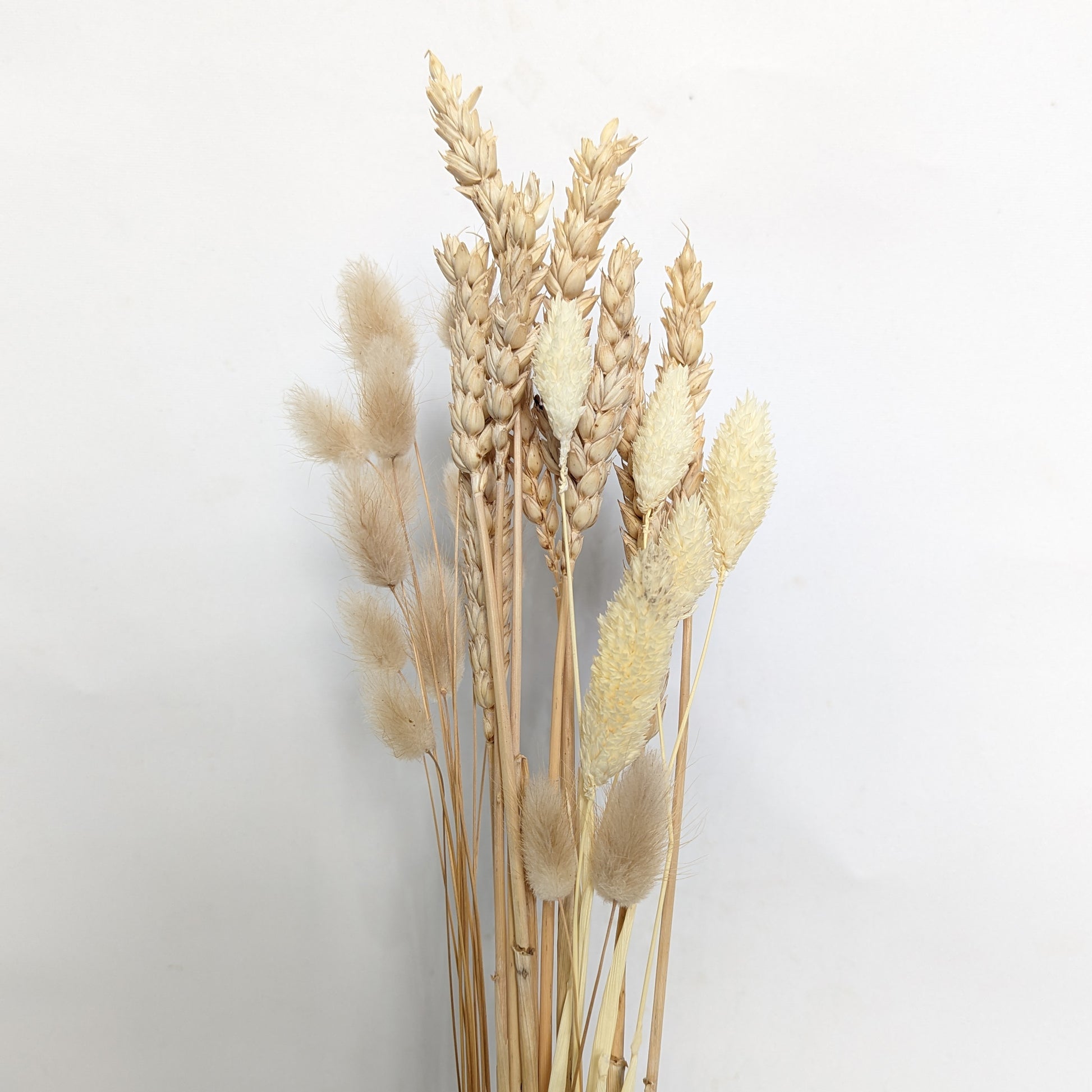 Dried Wheat & Grasses