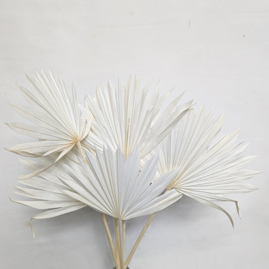 Palm Spears | Ivory | Dried Flowers