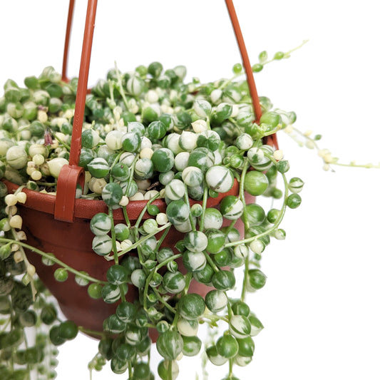 Variegated String Of Pearls | Albo | Hard To Find | Indoor Hanging Plants