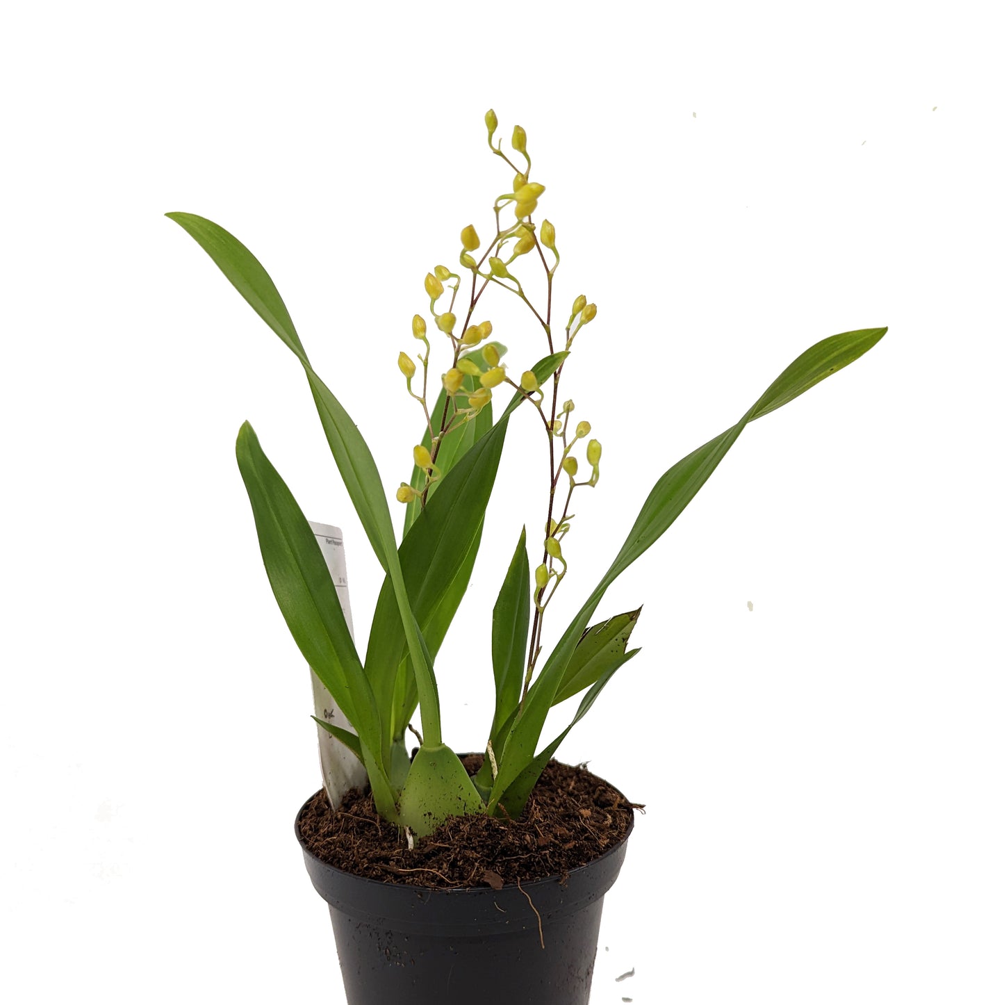 Butterfly Orchid | Surprise Baby