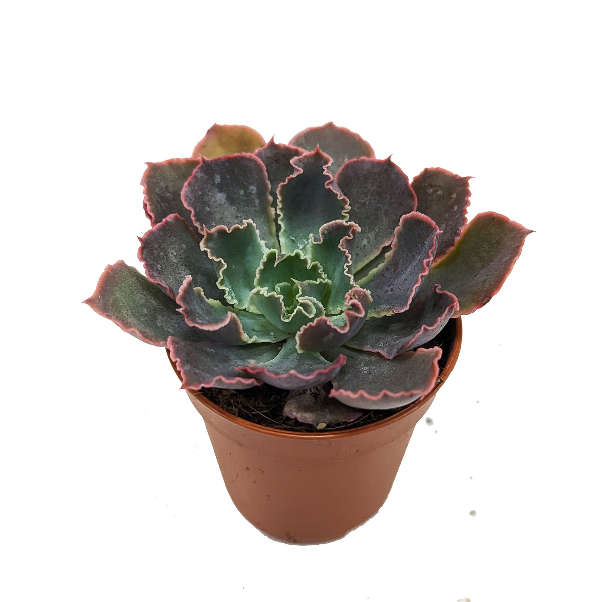 Echeveria | Neonbreaker