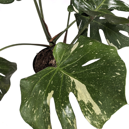 Variegated Swiss Cheese Plant | Thai Constellation Albo | Rare Plant | Potted Houseplants