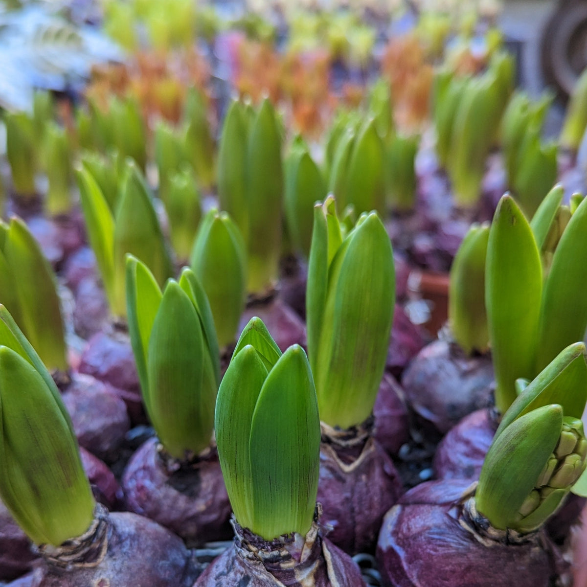 Scented Hyacinths | Surprise Colour