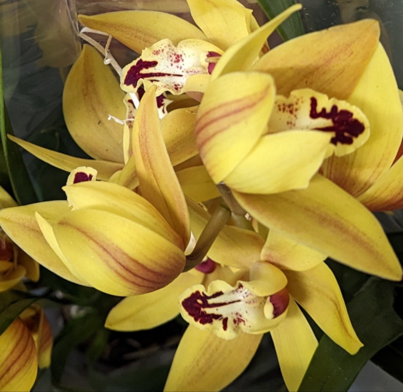 Cymbidium Orchid | Various Colours