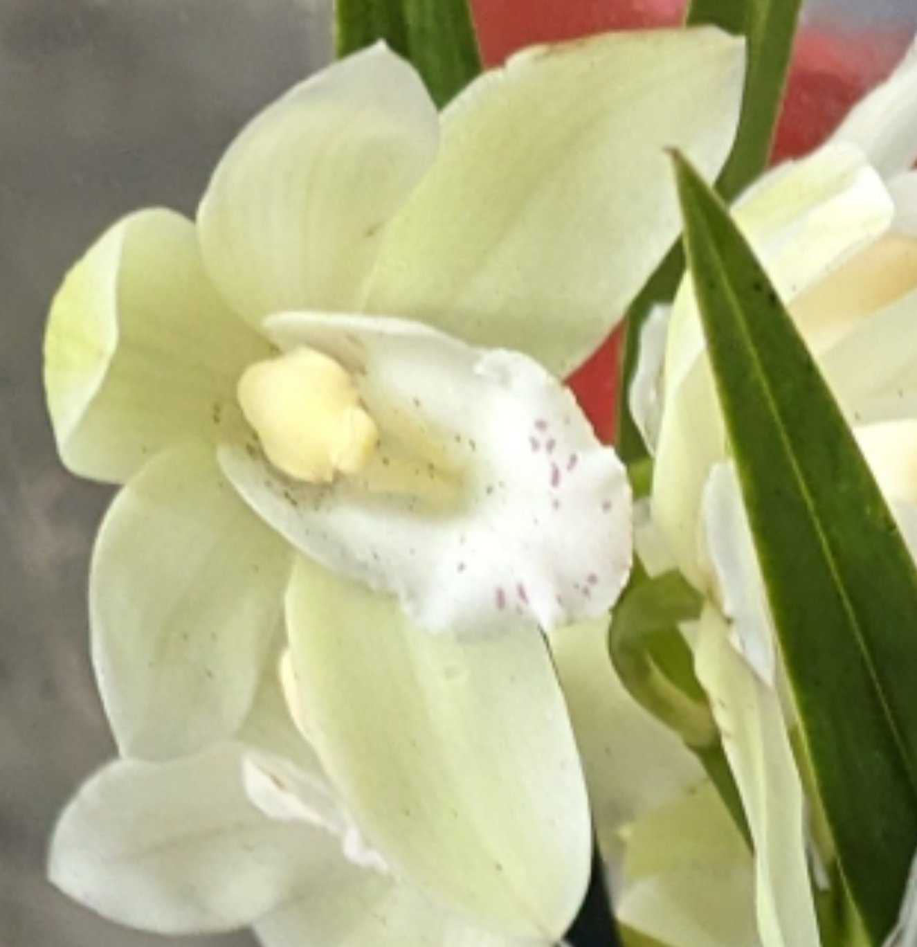 Cymbidium Orchid | Various Colours