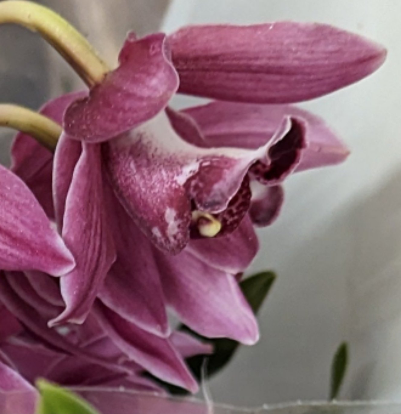 Cymbidium Orchid | Various Colours