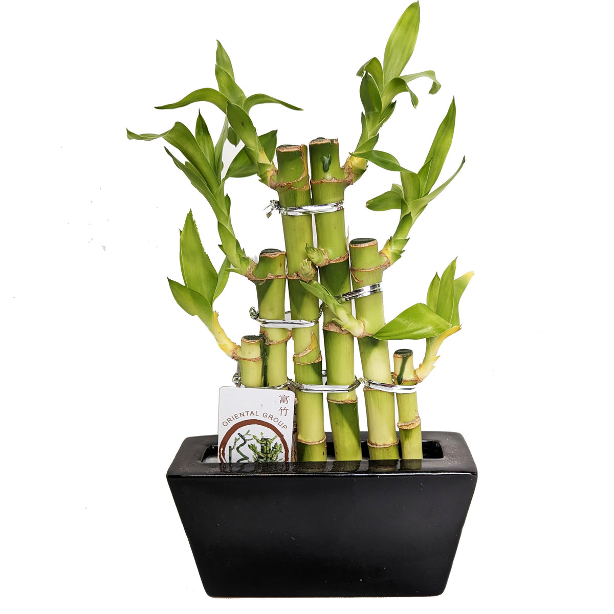 Lucky Bamboo