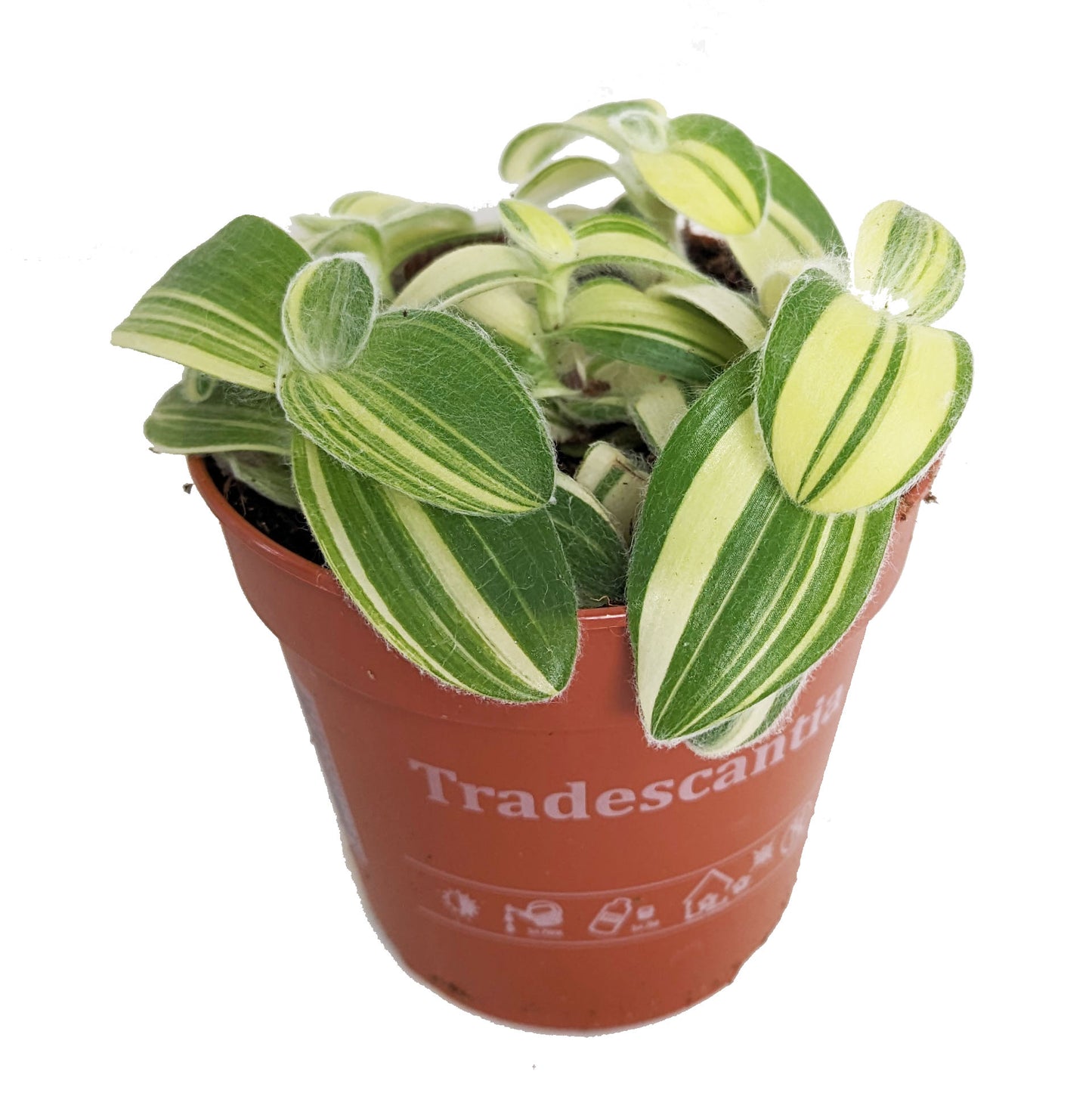 Wandering Dude | Fuzzy Sillamontana