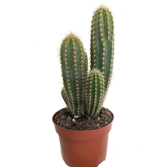 Blue Column Cactus | Shade Loving Plants