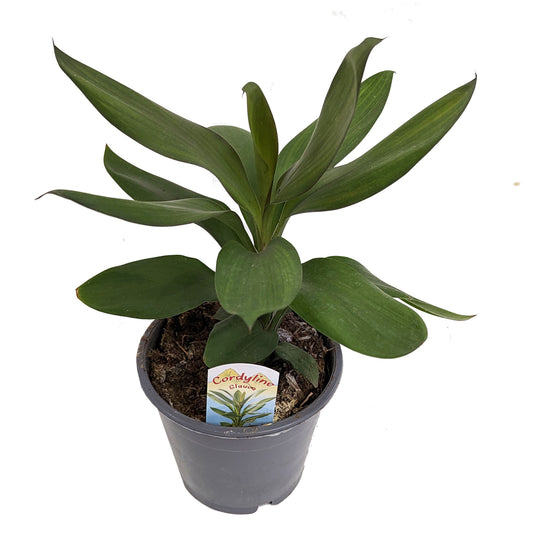 Good Luck Plant | Glauca | Potted Houseplants