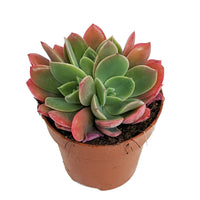Echeveria | Luella Red