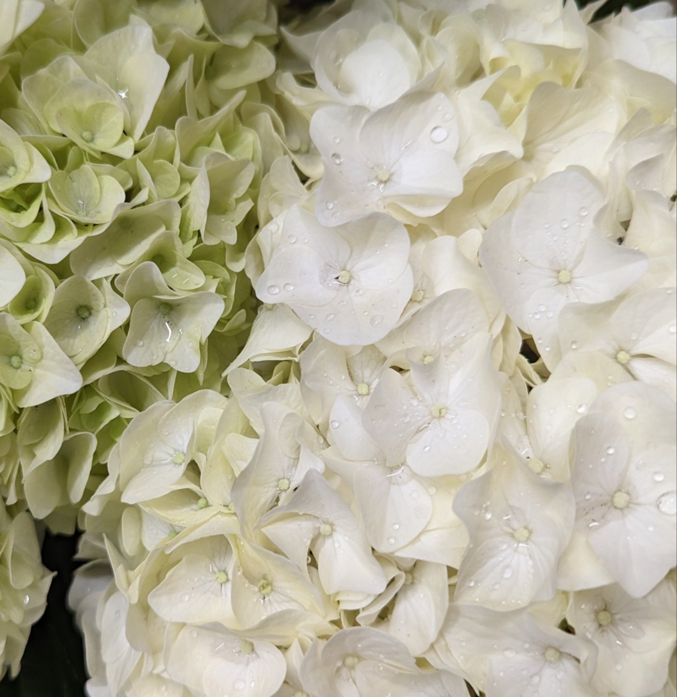 Hydrangea | White