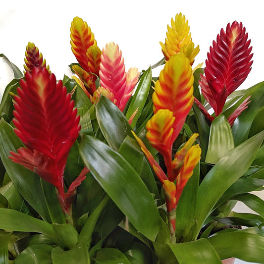 Vriesea Flaming Sword | Various Colours | Houseplants & Indoor Plants On Sale