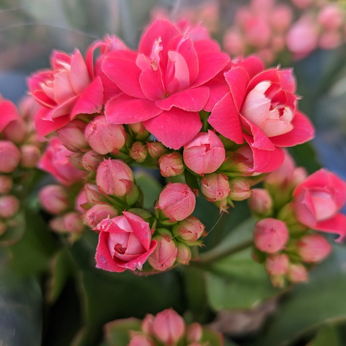 Kalanchoe | African June