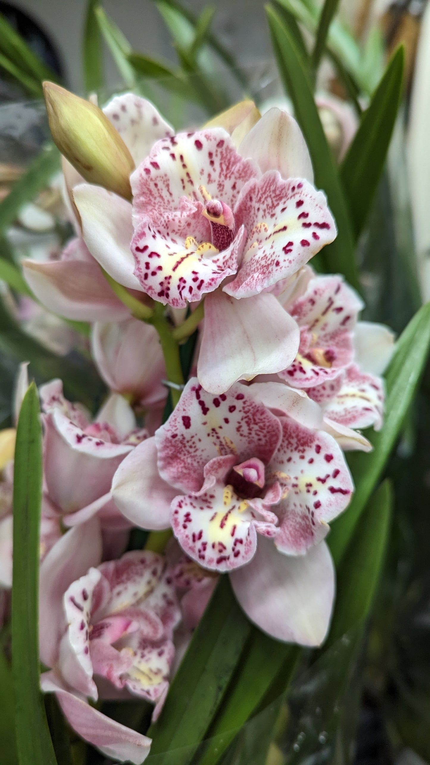 Cymbidium Orchid | Various Colours