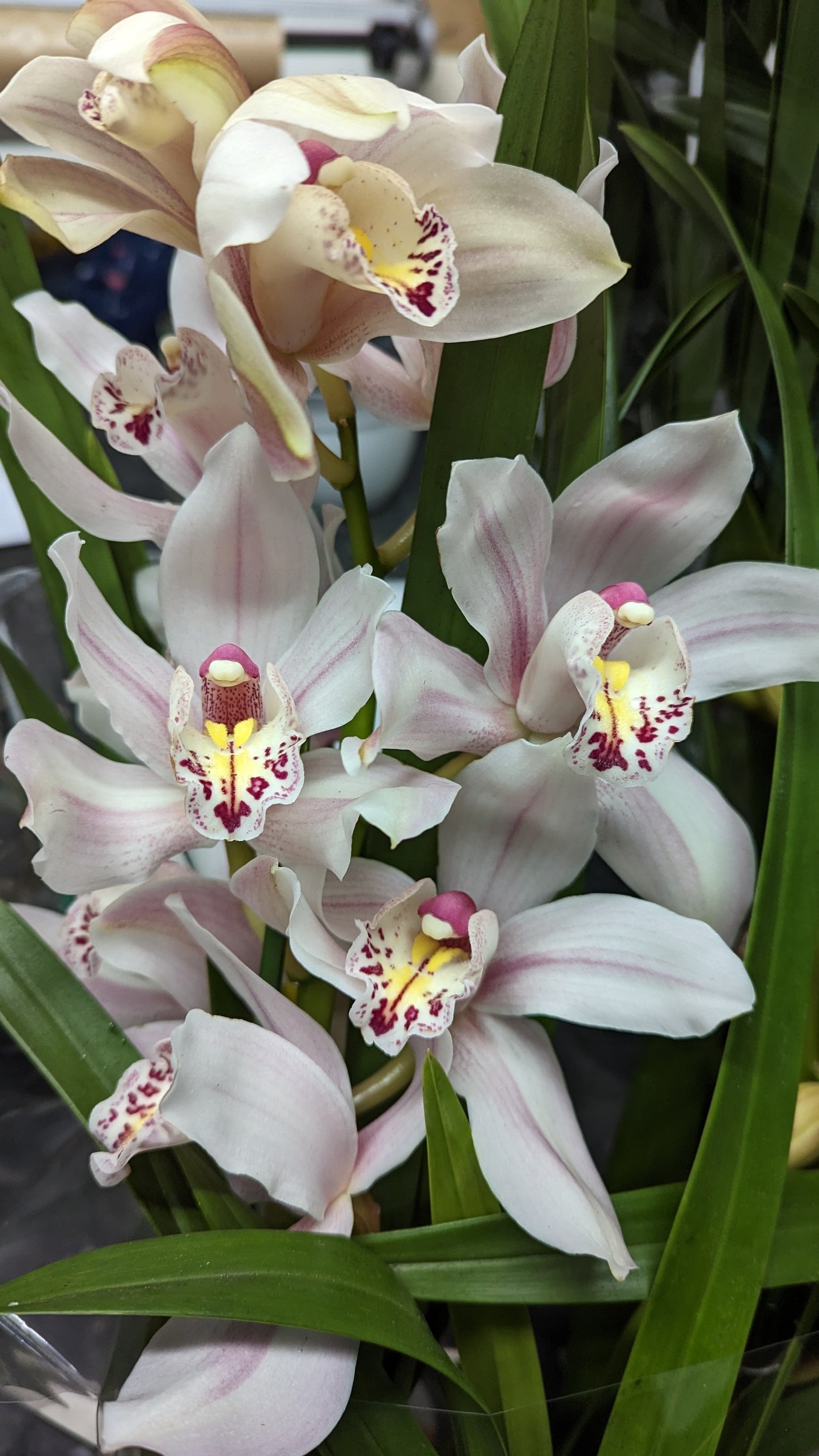 Cymbidium Orchid | Various Colours