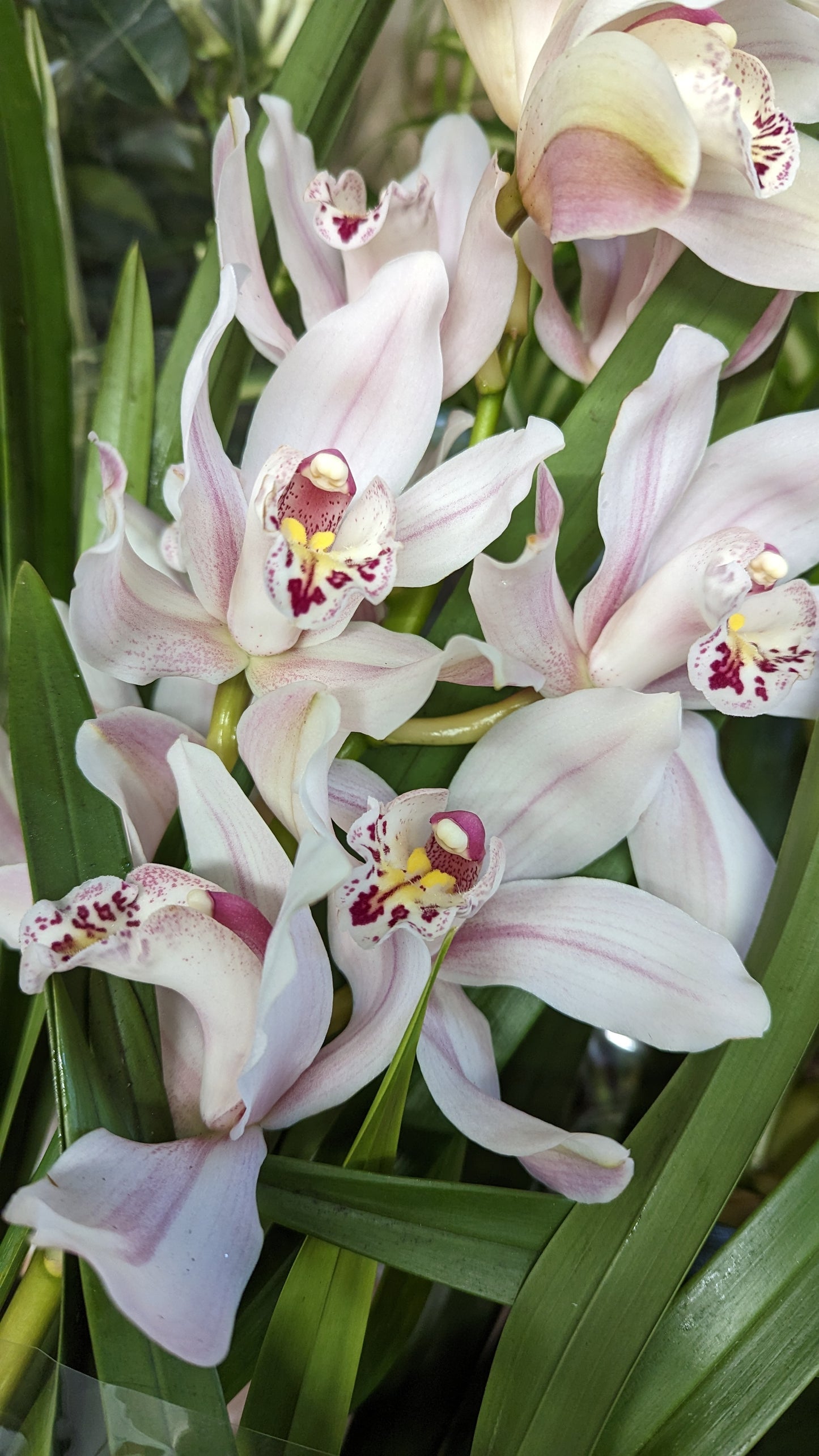 Cymbidium Orchid | Various Colours