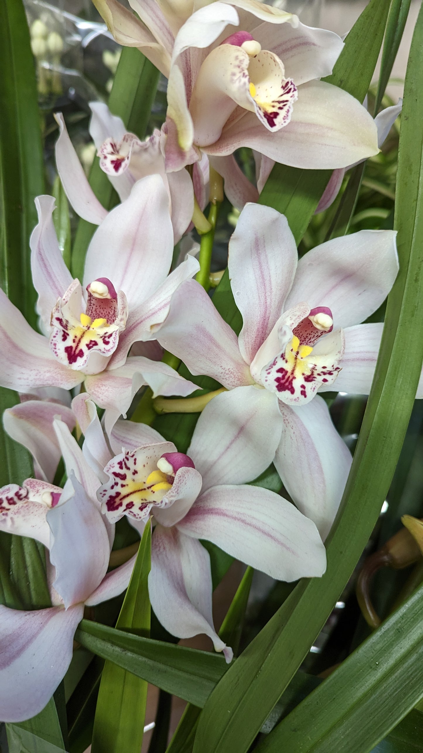 Cymbidium Orchid | Various Colours