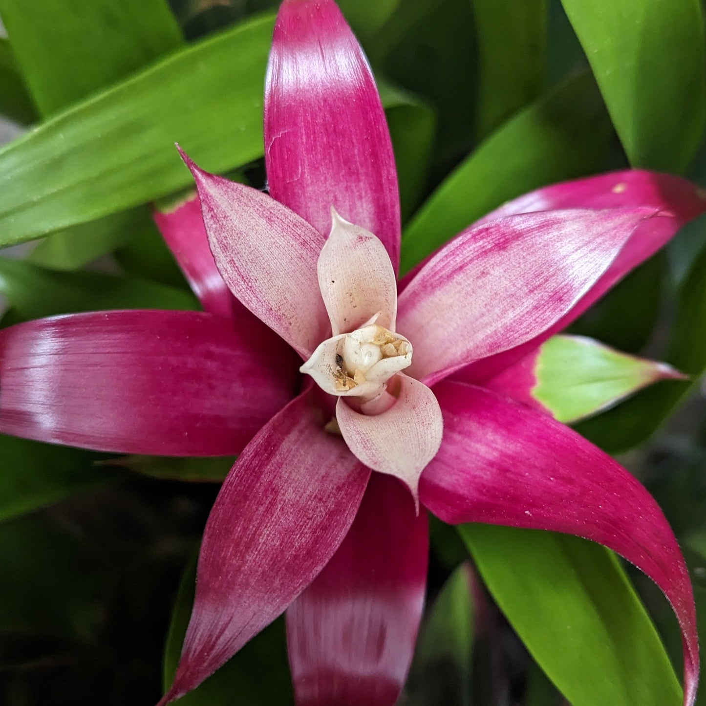 Flowering Bromeliad | Guzmania | Various Colours