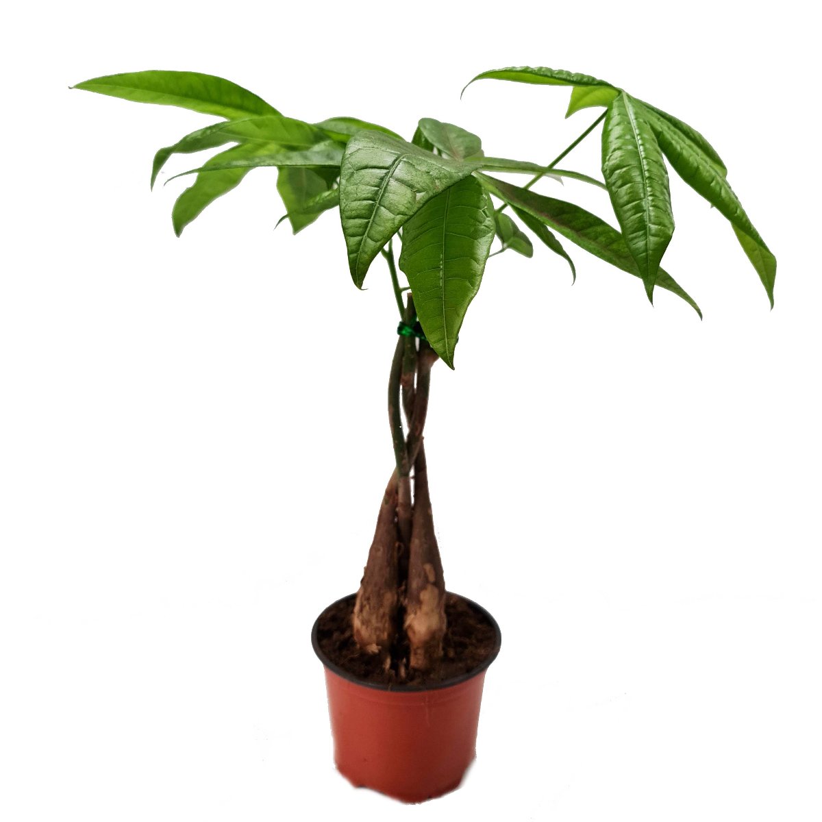 Money Tree